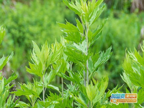 蘄艾堂艾灸館加盟費(fèi)用解析及投資概覽